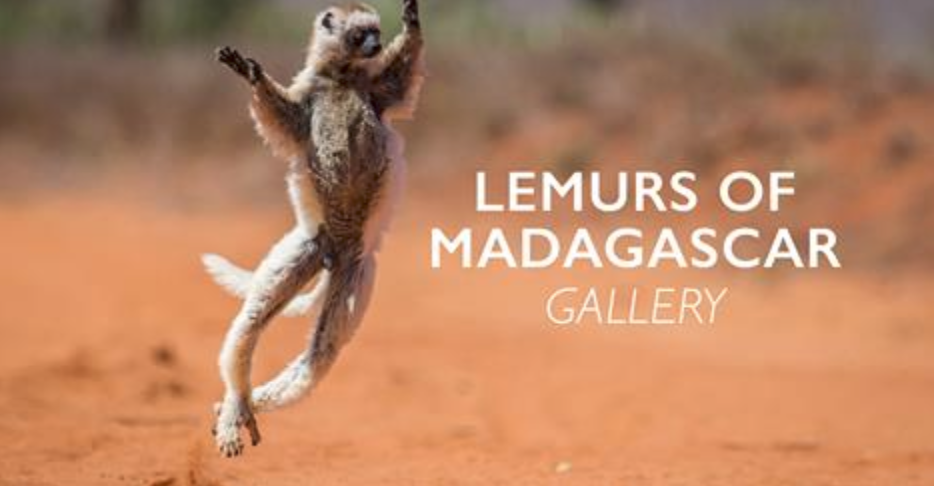 My lemur gallery in the Africa Geographic Magazine