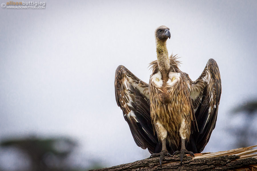 Vulture, Maasai Mara, Kenya