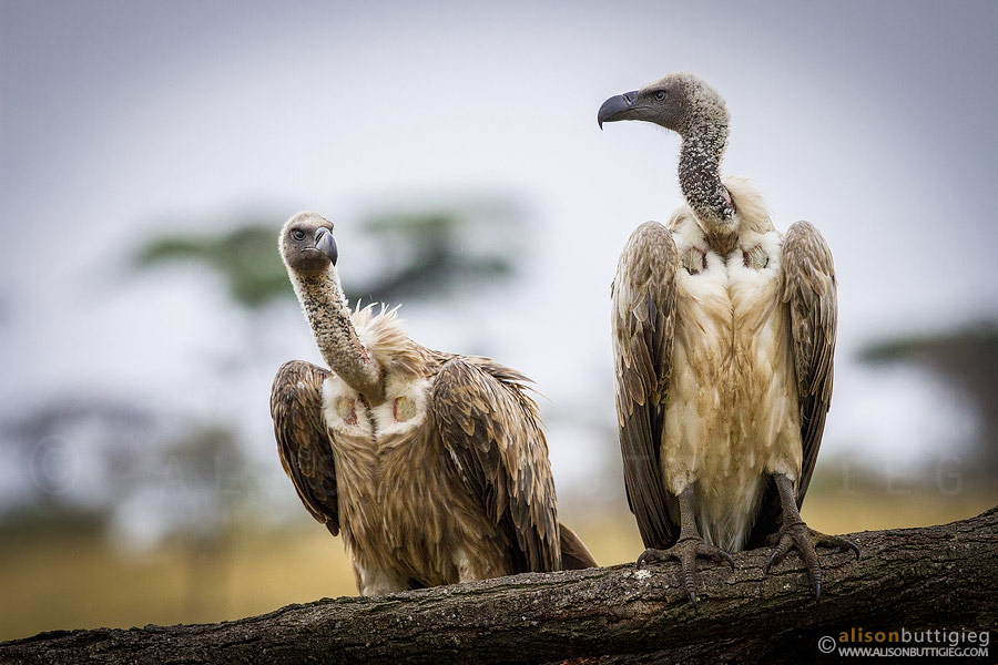 Vultures, Maasai Mara, Kenya
