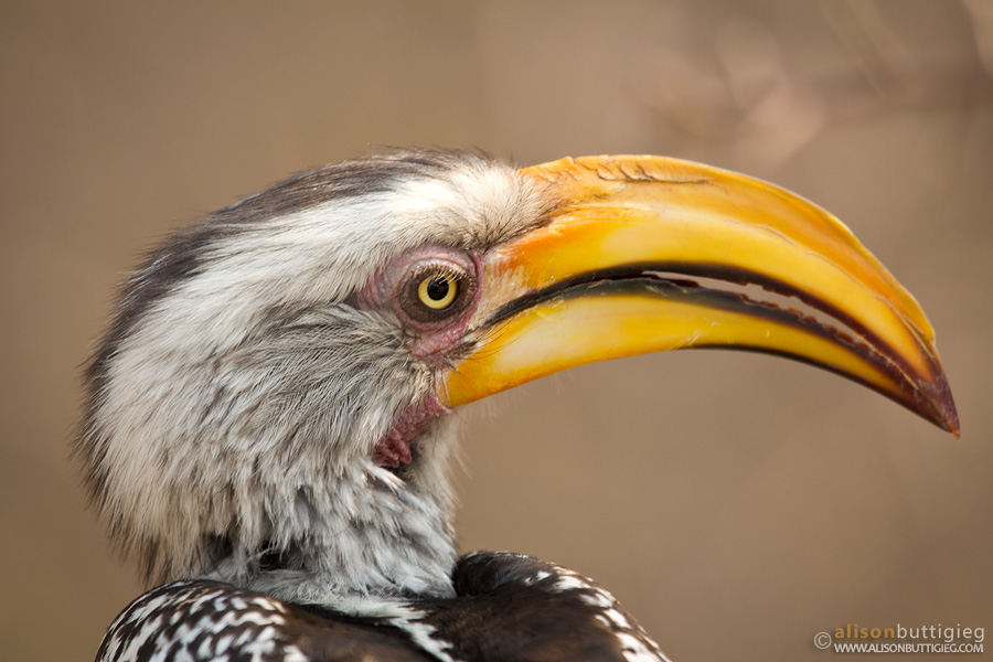 Southern Yellow Billed Hornbill - Nxai Pan, Botswana