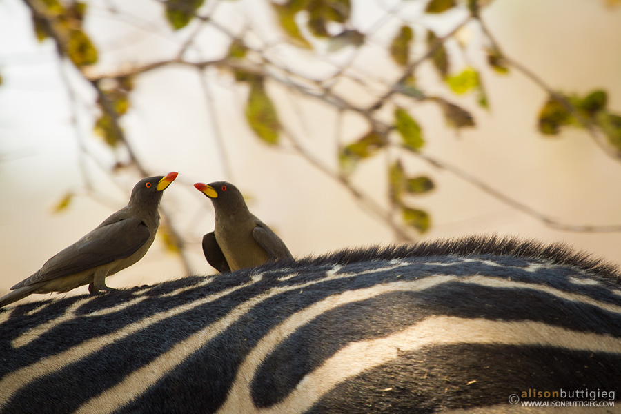 Yellow Billed Oxpeckers - South Luangwa, Zambia