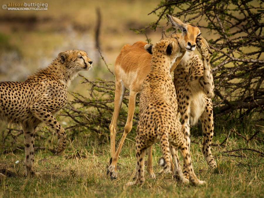 Cheetahs and Impala - Masai Mara, Kenya