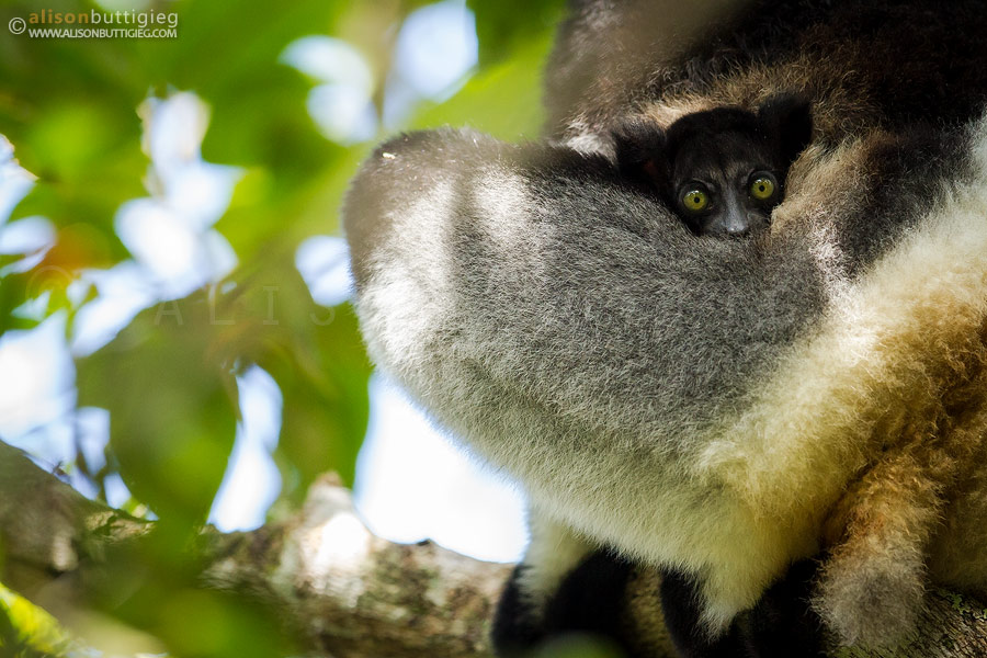 Spot the Baby Indri!