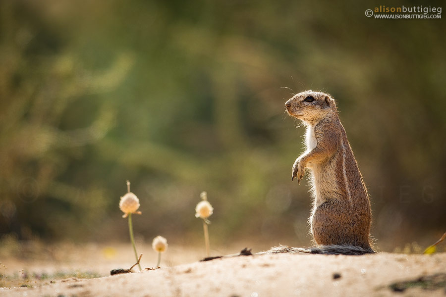 Ground Squirrel at the Kgalagadi Tented Camp
