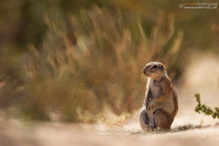Ground Squirrel at the Kgalagadi Tented Camp