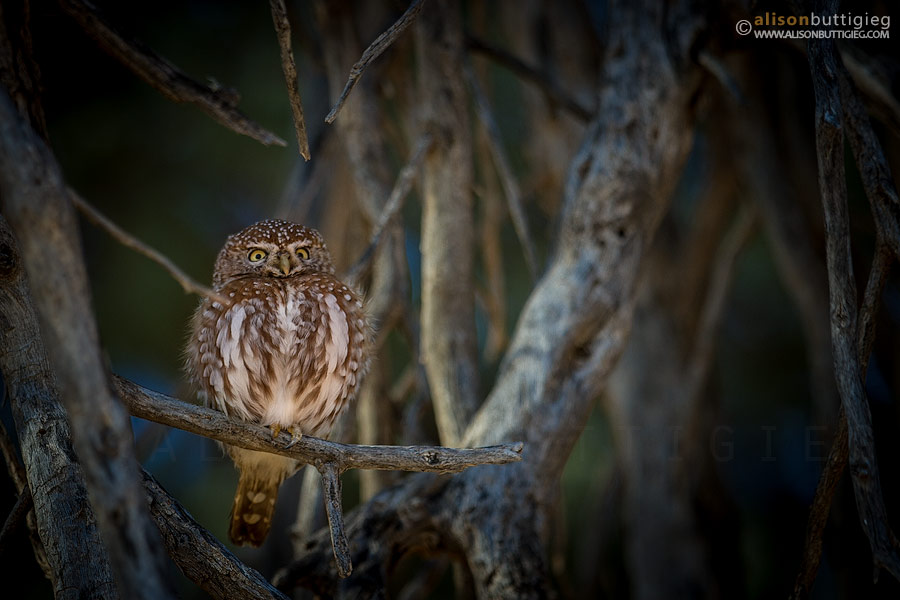 Pearl Spotted Owlet - Kgalagadi Transfrontier Park, South Africa