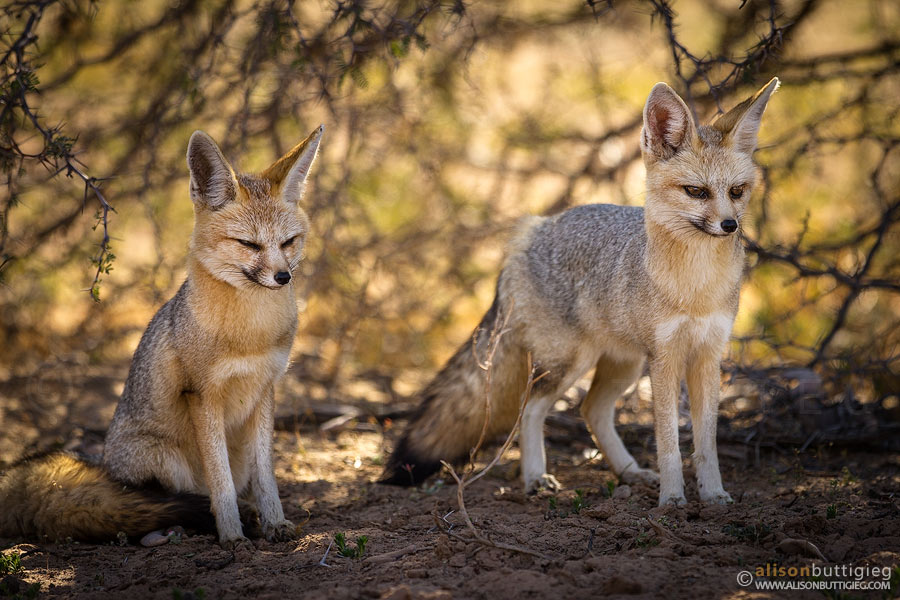 Cape Foxes