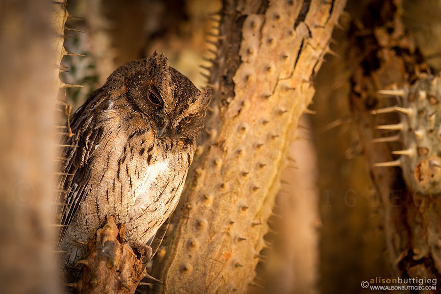 King of the Spines – Madagascar Scops Owl