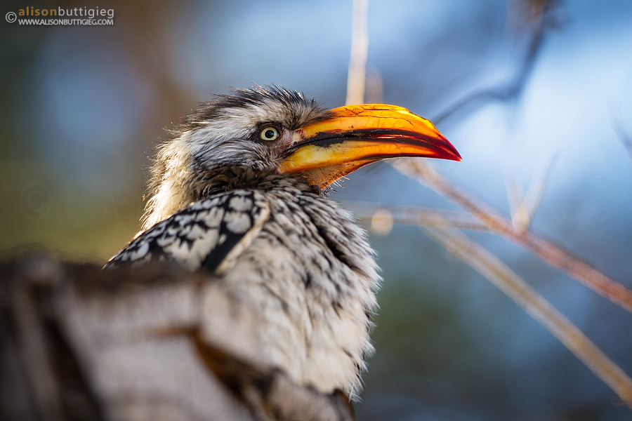Southern Yellow-Billed Hornbill - Kgalagadi Transfrontier Park, Botswana