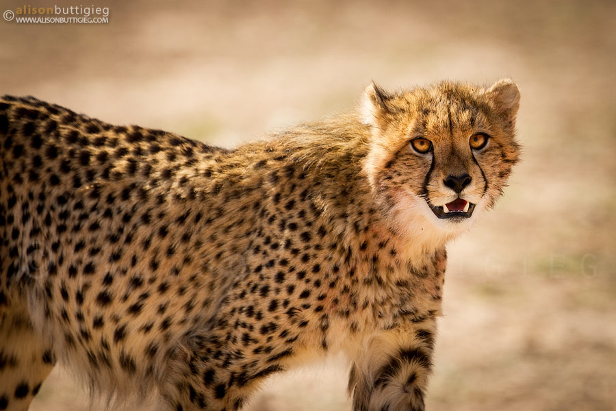 The amber eyes of cheetahs are so mezmerizing!