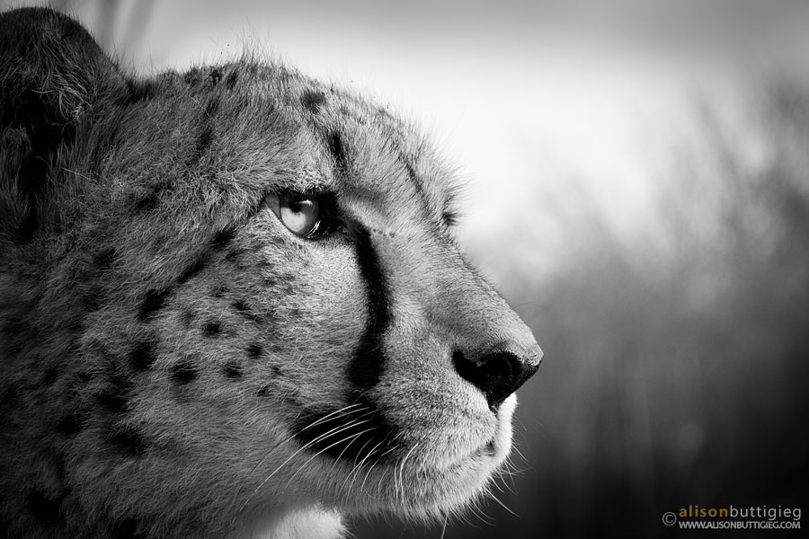 Cheetah - Zambia (Captive)
