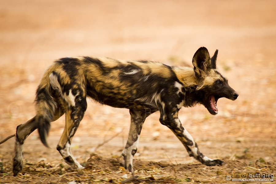 “Back off, that’s MINE” – African Wild Dog, Mana Pools, Zimbabwe