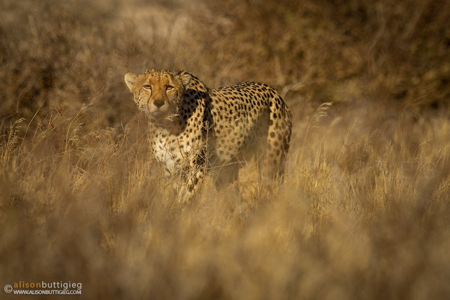Cheetah - Mabuasehube, Botswana