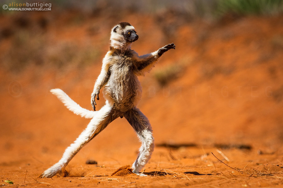 Dramatic Dancing Lemur