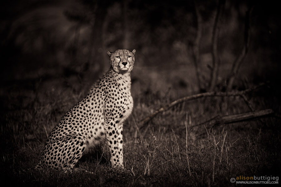 Cheetah - Masai Mara, Naboisho Conservancy