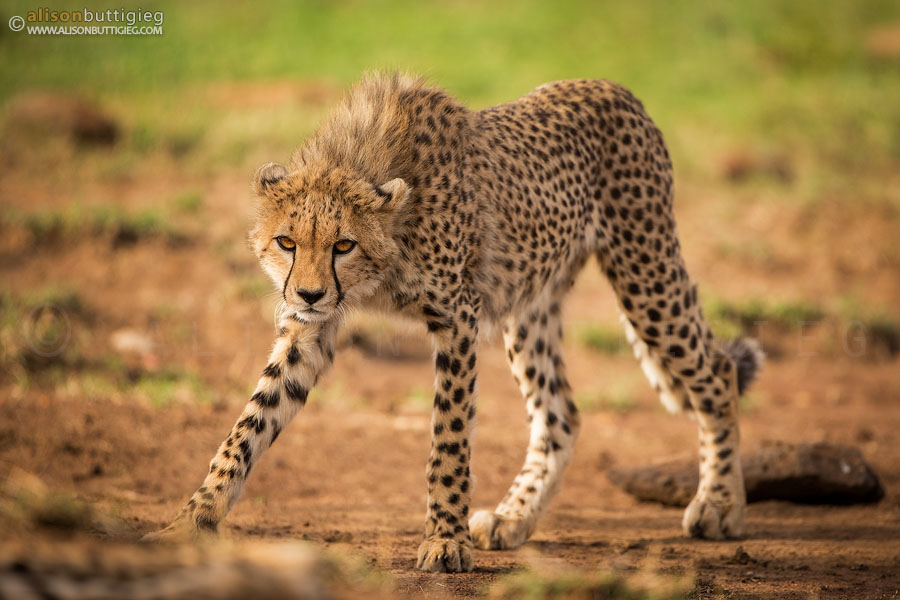 Karembo the Cheetah - Masai Mara, Kenya 
