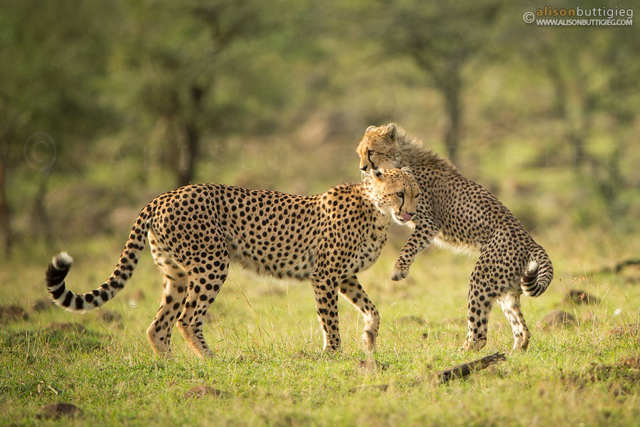 Cheetah Playtime