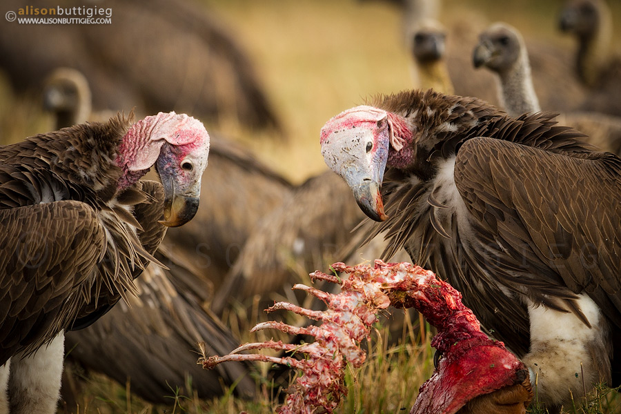 Lappet-Faced Vultures - Masai Mara, Kenya