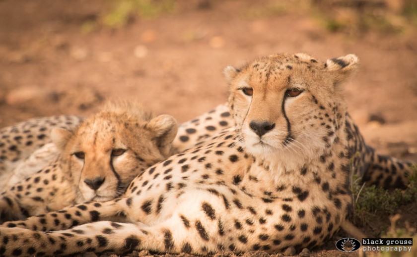 Video: Amani the Cheetah and her cub