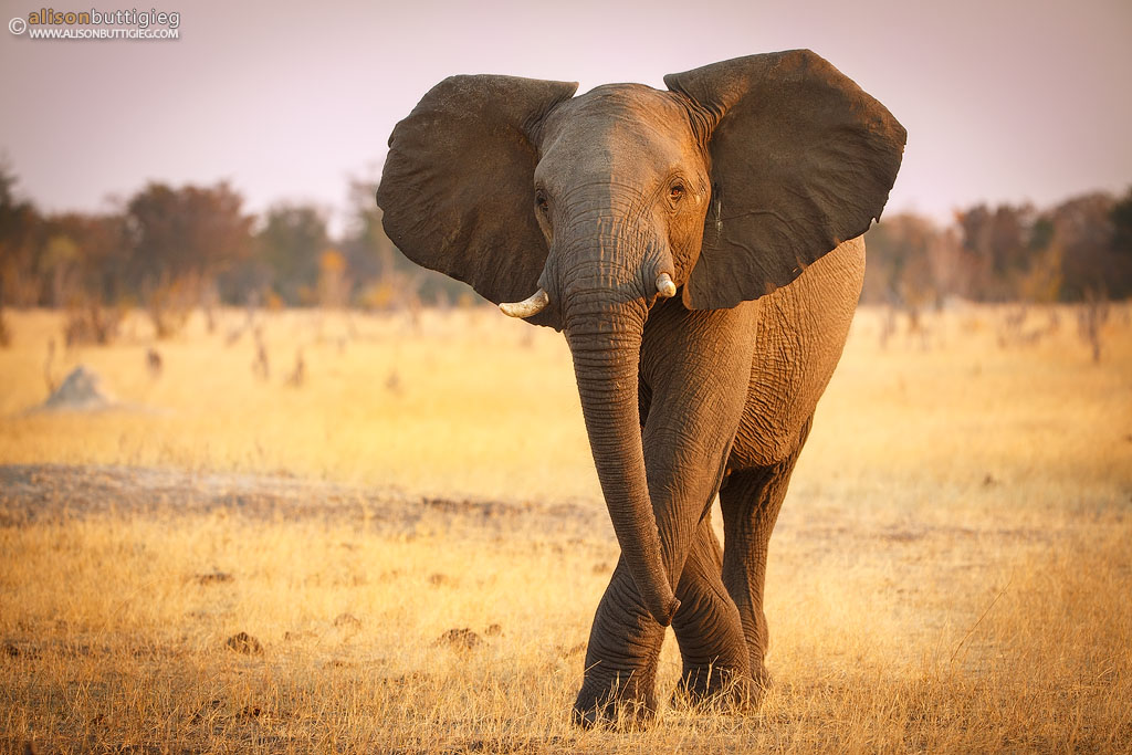 Dancing Elephant - Hwange, Zimbabwe