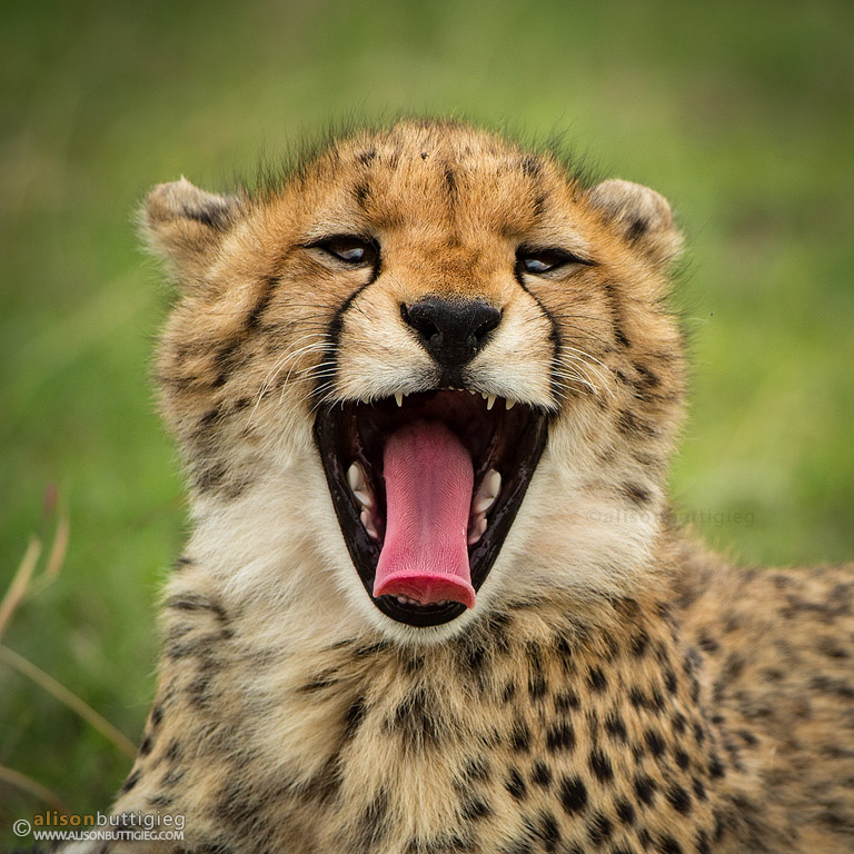 Cheetah Cub - Masai Mara, Kenya
