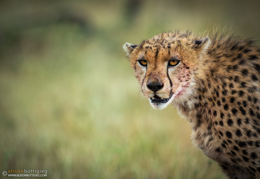 Cheetah - Masai Mara, Kenya