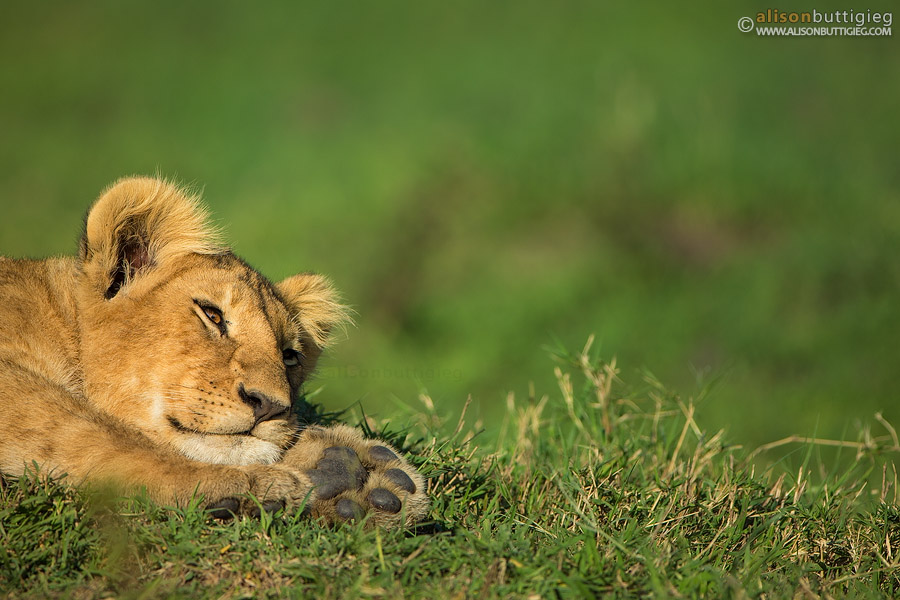 Marsh Pride Lion Cub, Masai Mara, Kenya