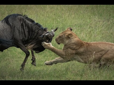 A Wildebeest’s Last Stand – Video