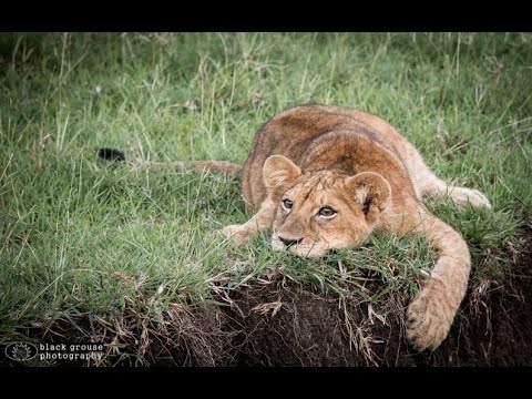 Meet the Lions of the Masai Mara