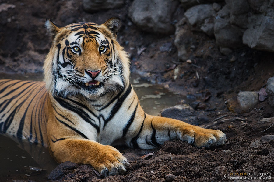 Tiger - Bandhavgarh National Park, India