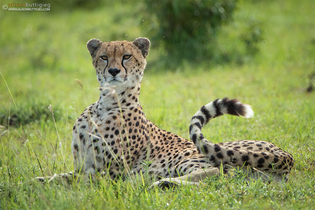 Malaika the Cheetah - Masai Mara, Kenya
