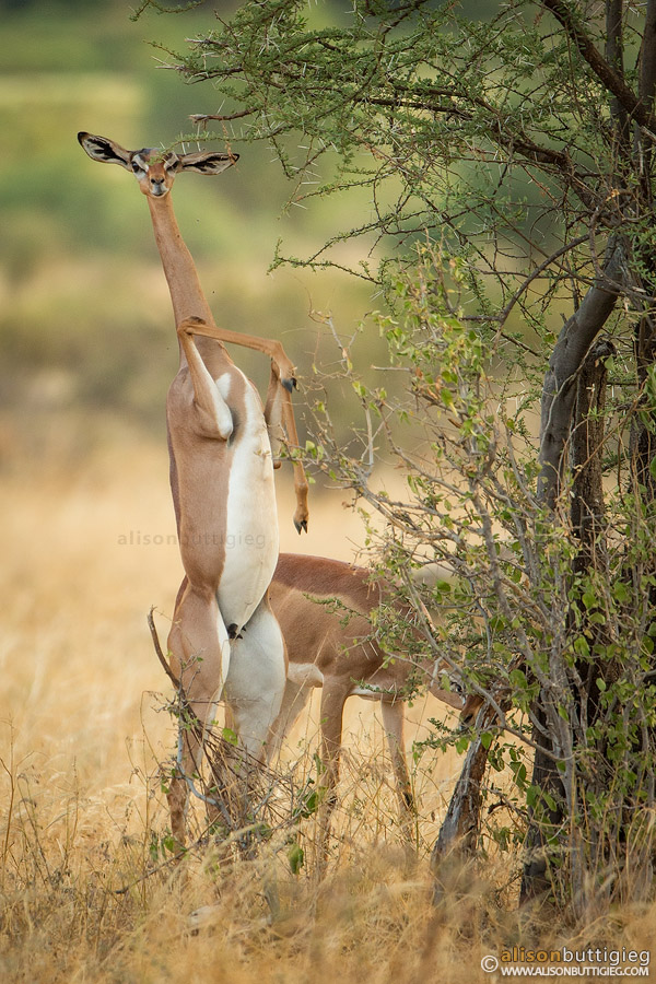 Generuk standing on its hind legs. Samburu, Kenya.