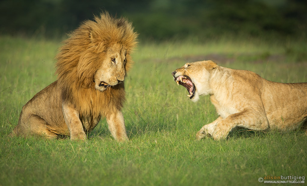 Lions Fighting - Olare Motorogi, Masai Mara, Kenya