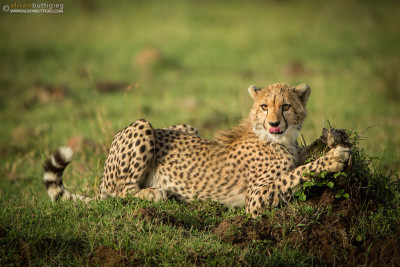 Cheetah Karembo - Masai Mara, Kenya