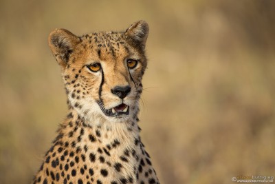 Cheetah - Samburu, Kenya