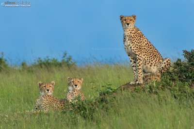 Malaika and Youngsters - Masai Mara, Kenya