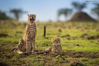 Laughing cheetah and serious cub - Masai Mara, Kenya