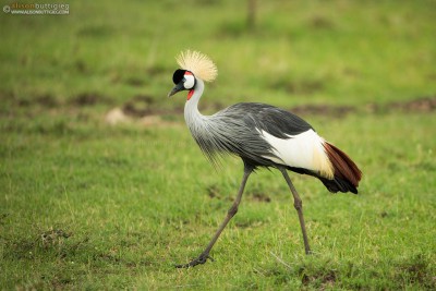 Crowned Crane - Masai Mara, Kenya
