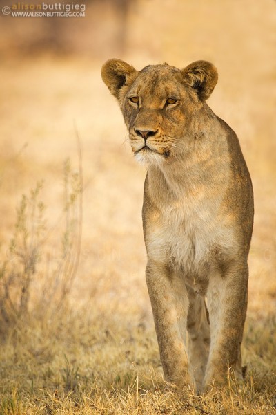 Lioness - Nxai Pans, Botswana