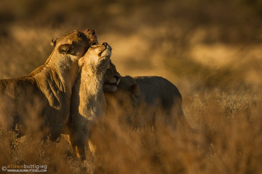 Lion Group Hug!