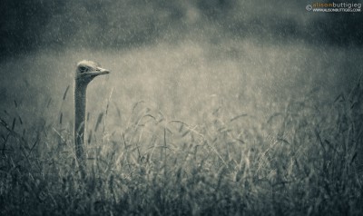 Ostrich in the Rain - Masai Mara, Kenya