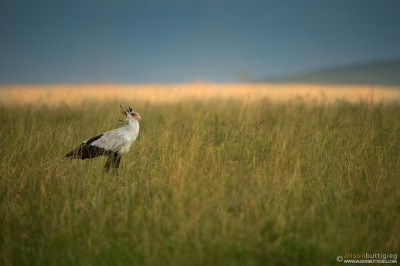 Secretary Bird - Masai Mara, Kenya
