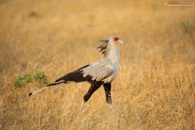 Secretary Bird - Samburu, Kenya