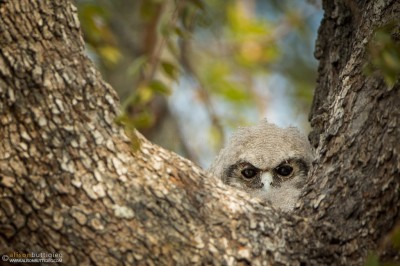 Verreaux's Eagle Owl Chick - Hwange, Zimbabwe